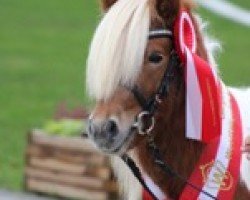 horse Hengst von Niederbroks Hui-Buh / Gorden B (Shetland pony (under 87 cm), 2022, from Niederbroks Hui-Buh)