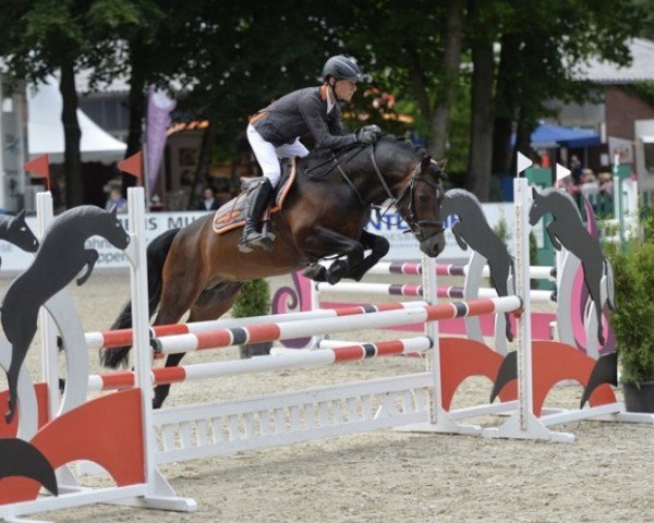 stallion Captain Meyer WE (German Riding Pony, 2010, from Calido G)