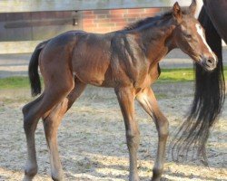 Pferd Traditus xx (Irish Sport Horse, 2020, von In The Wings xx)