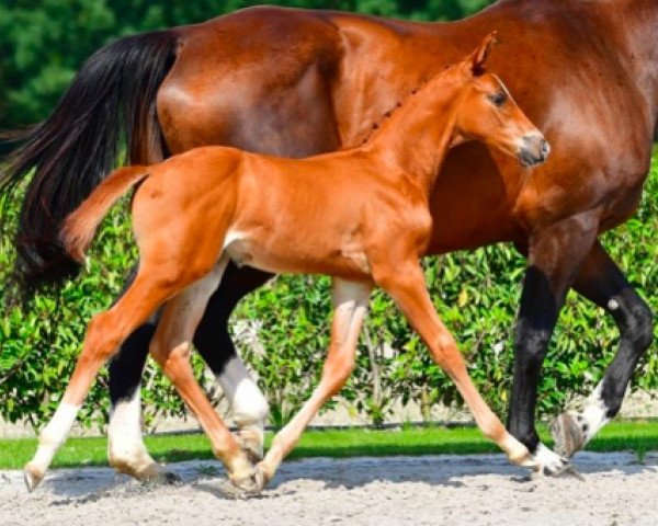 jumper Crown Prince v/d Braambeier Z (Zangersheide riding horse, 2021, from Chacco-Blue)