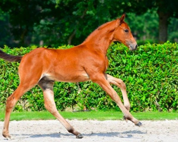 Springpferd Cato de Jolie Z (Zangersheide Reitpferd, 2021, von Catoki)