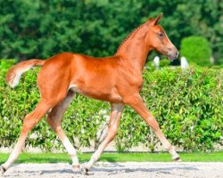 jumper Chaccol Z (Zangersheide riding horse, 2021, from Chacco-Blue)