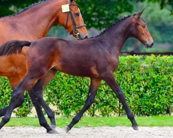 Springpferd Domani van Rechteren Z (Zangersheide Reitpferd, 2021, von D'Aganix 2000 Z)