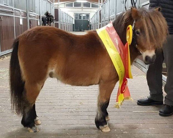 stallion Krummhörn´s Goethe (Shetland pony (under 87 cm), 2017, from Gabbertje v.d. Beurshoeck)