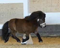 Deckhengst Gabbertje v.d. Beurshoeck (KWPN (Niederländisches Warmblut), 2013, von Spanker van Stal Buck'shoeve)