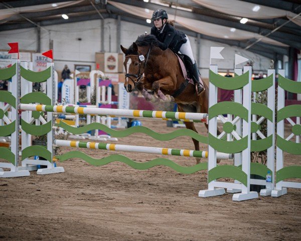 jumper Rob My Heart (German Riding Pony, 2018, from Rob Roy van Het Klavertje)