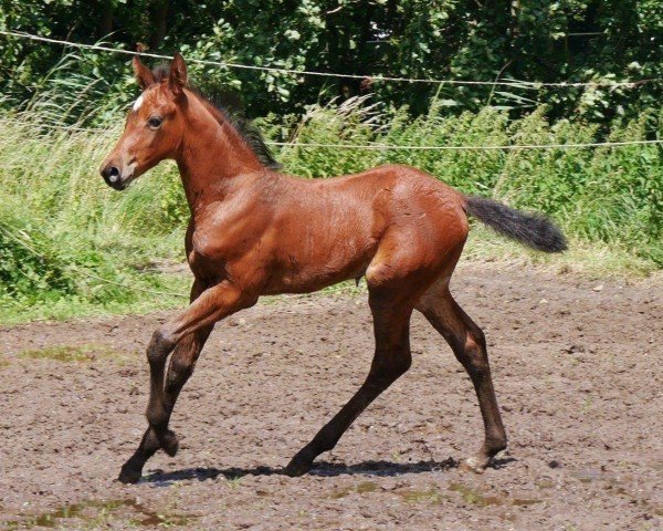 Springpferd HF v. Ragazy de la Serre (Deutsches Reitpferd, 2024, von Ragazy de La Serre)