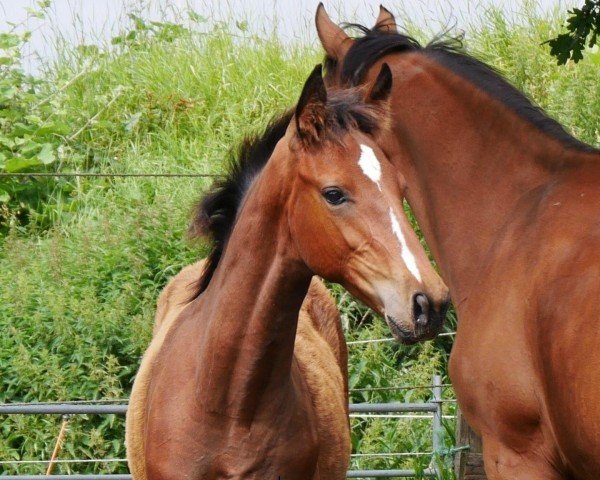 jumper HF v. Ragazy de la Serre (German Warmblood, 2024, from Ragazy de La Serre)