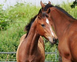 jumper HF v. Ragazy de la Serre (German Warmblood, 2024, from Ragazy de La Serre)