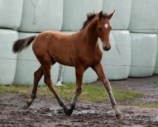 Springpferd HF v. Ragazy de la Serre (Deutsches Reitpferd, 2024, von Ragazy de La Serre)