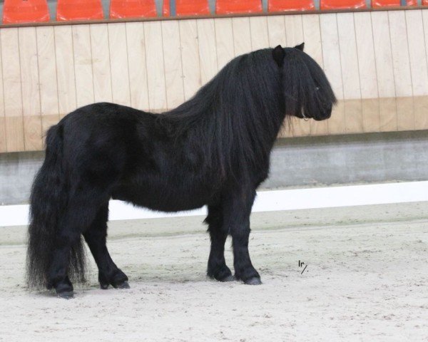 Deckhengst Manhattan v. Stal Polderzicht (Shetland Pony,  , von Fireball van Gelre)