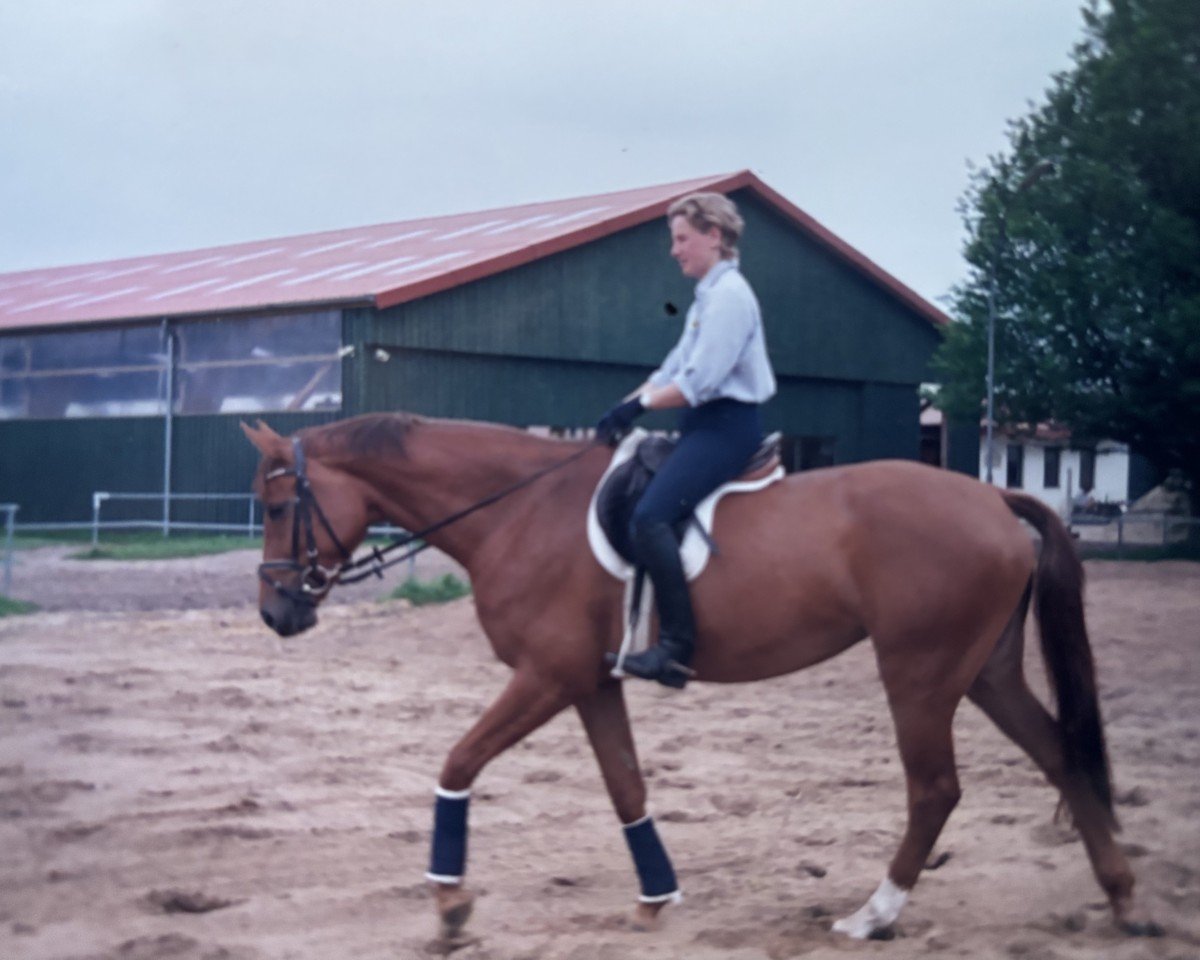 Zuchtstute La Belle I (Holsteiner, 1996, von Acord II)