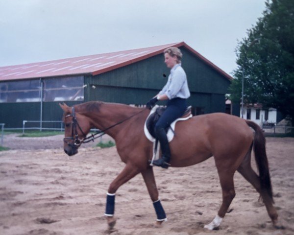 Zuchtstute La Belle I (Holsteiner, 1996, von Acord II)