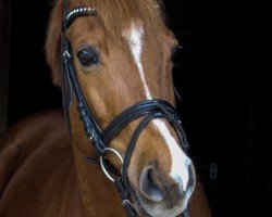 dressage horse Dr. EL (German Riding Pony, 2012, from Friedrichshof Dr. No)