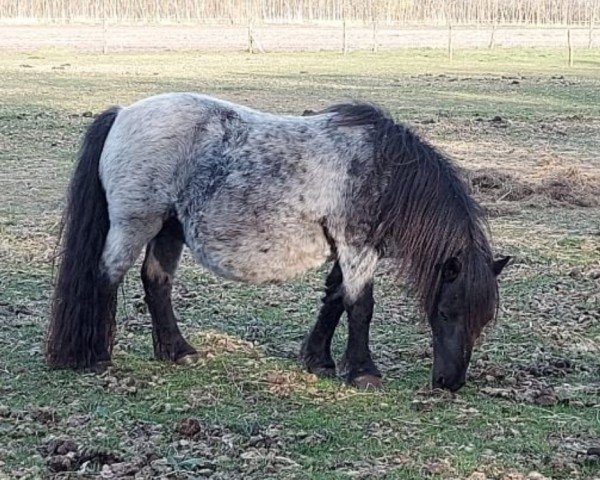 Zuchtstute Corina v. d. Stationshoeve (Shetland Pony,  , von Unforgettable v. d. Krim)