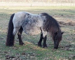 broodmare Corina v. d. Stationshoeve (Shetland Pony,  , from Unforgettable v. d. Krim)