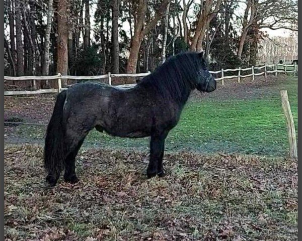 Pferd Roberto v. Paardenland (Shetland Pony, 2022, von Manhattan v. Stal Polderzicht)