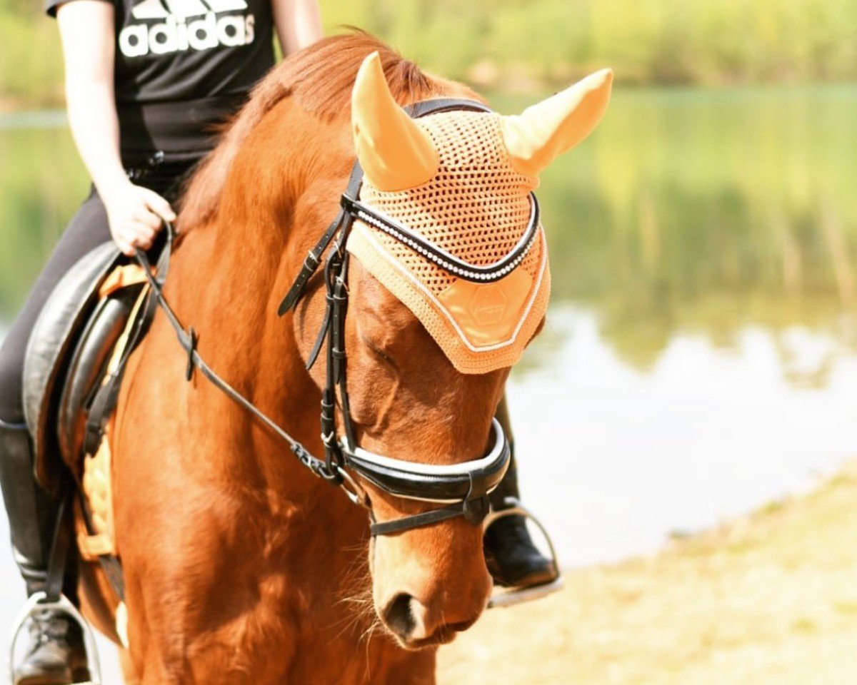 horse Uron (KWPN (Royal Dutch Sporthorse), 2001, from Krack C)