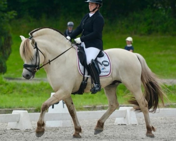 stallion Solfin Skovå (Fjord Horse, 2011, from Finfin N.2601)