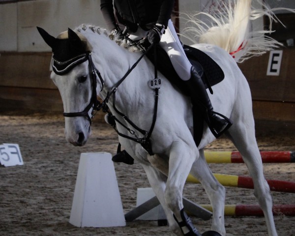 Springpferd Geronimo 704 (Hannoveraner, 2012, von Grey Top)