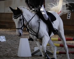 jumper Geronimo 704 (Hanoverian, 2012, from Grey Top)