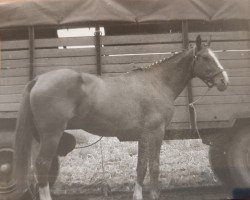 broodmare Friesin (Saxony-Anhaltiner, 1978, from Feierzug 2503)