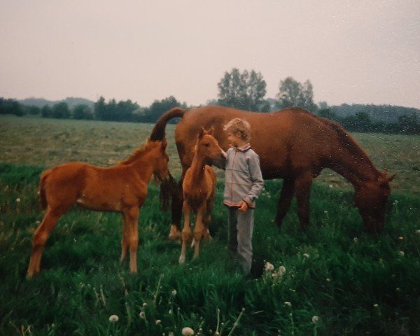 Zuchtstute Durminte (unbekannt, 1979, von Durchgang)