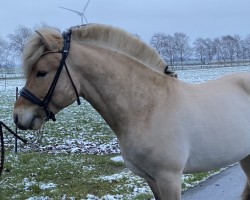 Pferd Sjoure (Fjordpferd, 2022, von Fjordbækken’s Sidan)