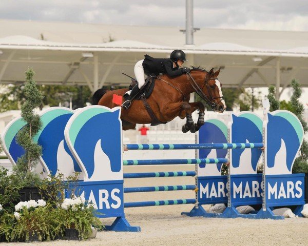 jumper Qinto van het Kouterhof (Belgian Warmblood, 2016, from Filou de Muze)