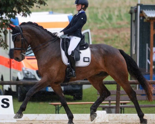 dressage horse Fine Boy 10 (Oldenburg, 2017, from Tannenhof's Fahrenheit)