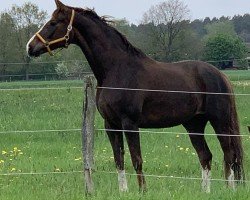 broodmare Bonawega (Hanoverian, 2012, from Bonard de Charry)