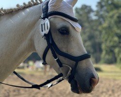 Springpferd Little Silver (Deutsches Reitpony, 2010, von Little Big Man)