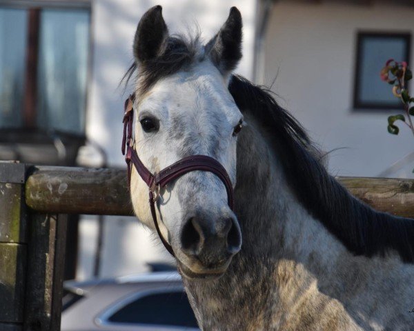 Springpferd Cornet's Casallina (Holsteiner, 2019, von Cornet Obolensky)