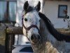 jumper Cornet's Casallina (Holsteiner, 2019, from Cornet Obolensky)