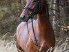 dressage horse Madame Skyfall (Oldenburg, 2016, from Bon Coeur)