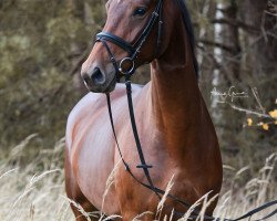 dressage horse Madame Skyfall (Oldenburg, 2016, from Bon Coeur)