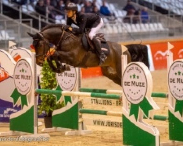stallion Pegase van 't Ruytershof (Belgian Warmblood, 2015, from Comme il Faut)