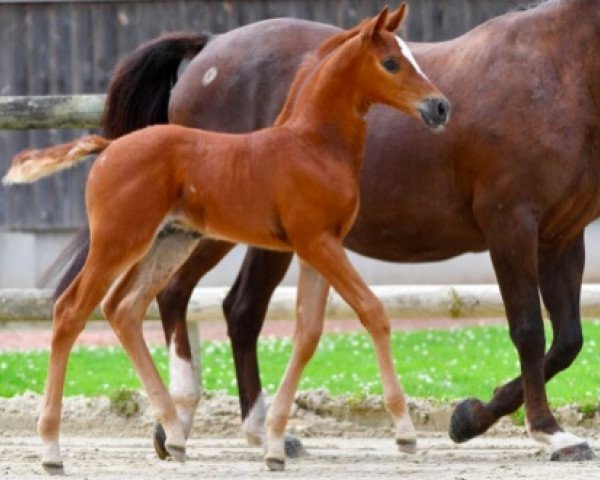 Springpferd Palerme Concept Z (Zangersheide Reitpferd, 2021, von Pegase van 't Ruytershof)