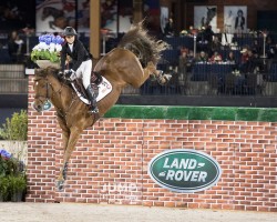 Springpferd Tulara Colmine (Australisches Warmblut, 2010, von Colman)