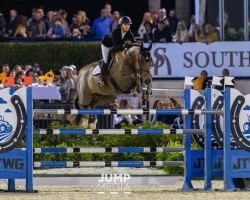 jumper Manhattan (American Warmblood, 2011, from Metropolitan)