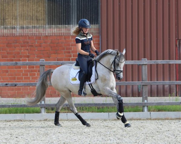 broodmare Steverheides Day of Joy (German Riding Pony, 2017, from Dressman IV)