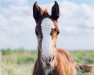 foal by Eloise CE (Westphalian, 2024, from Esmeraldo FM)