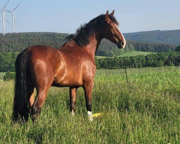 broodmare Polarose (Tuigpaarden, 2020, from Lanto HBC)