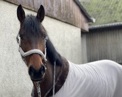 jumper Cloud Control (Hanoverian, 2016, from Clinton's Heart)