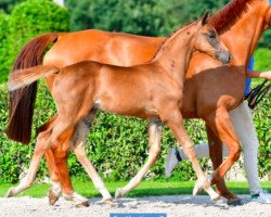 jumper Conthartique Z (Zangersheide riding horse, 2021, from Conthargos)