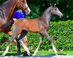 Springpferd Caribisse v/h Gouden Bit Z (Zangersheide Reitpferd, 2021, von Caribis Z)