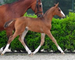 jumper Arlon ter Doorn Z (Zangersheide riding horse, 2021, from Aganix du Seigneur)