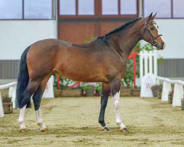 stallion Cyrill de Couleur (Westphalian, 2020, from Cyrillus)