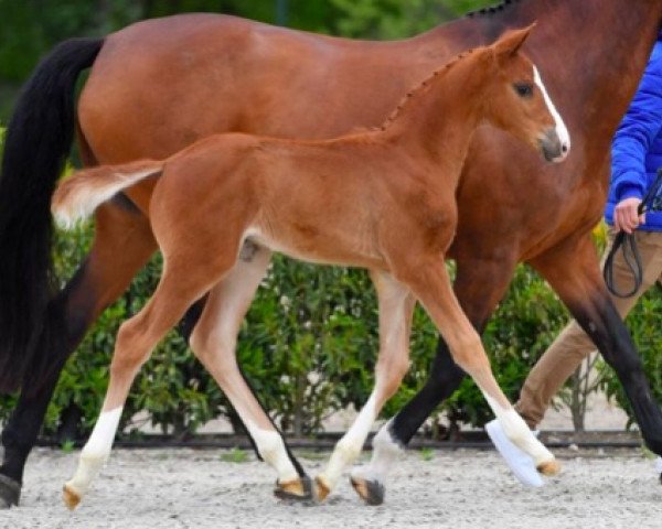 jumper Navarone Hemo Z (Zangersheide riding horse, 2021, from Nixon van 't Meulenhof)