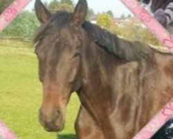 dressage horse Kimara (Trakehner, 2009, from Impetus)